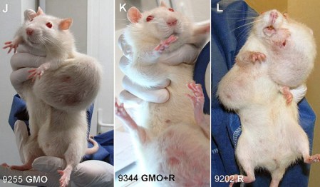 animaltesting.jpg